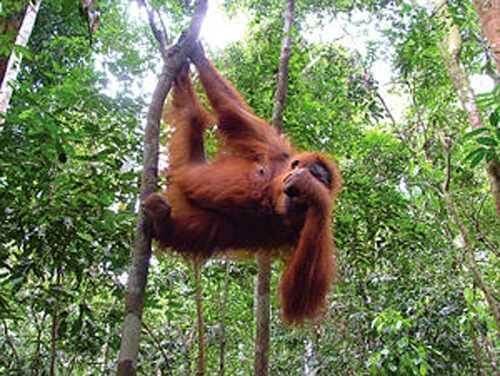 Bukit Lawang1