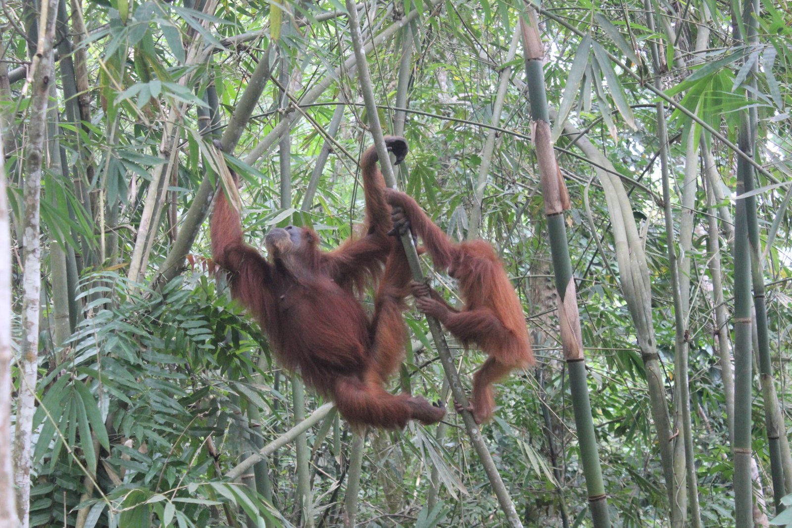 Day trip Medan Bukit Lawang